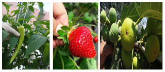 Pepper (left), strawberry (middle), and fig (right) are harvested by hand.[13]