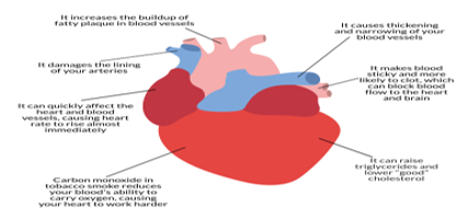Smoking effects on heart