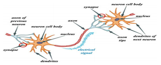 The Structure of Neuron
