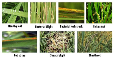 Diseases of Rice Plants