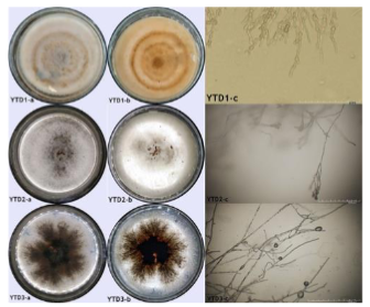 Isolates of endophytic fungi isolated from leaf stalks S. malaccense, there were 3 isolates YTD1, YTD2, and YTD3, macroscopicand microscopic observations, namely a. surface colonies, b. reverse colony, c. Hyphae and spores.