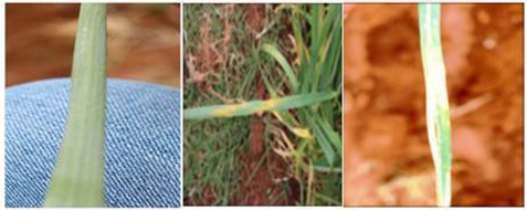 Sample images of wheat.  